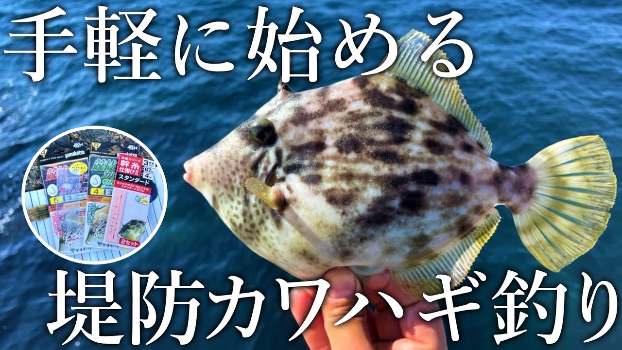 【ゼロから始める堤防カワハギ釣り】冬でもオカッパリから大型が狙える［タックル・釣り方・餌付け］を紹介します！