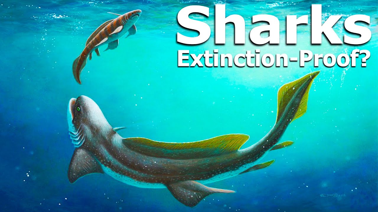 How Did Sharks Survive So Many Mass Extinctions?