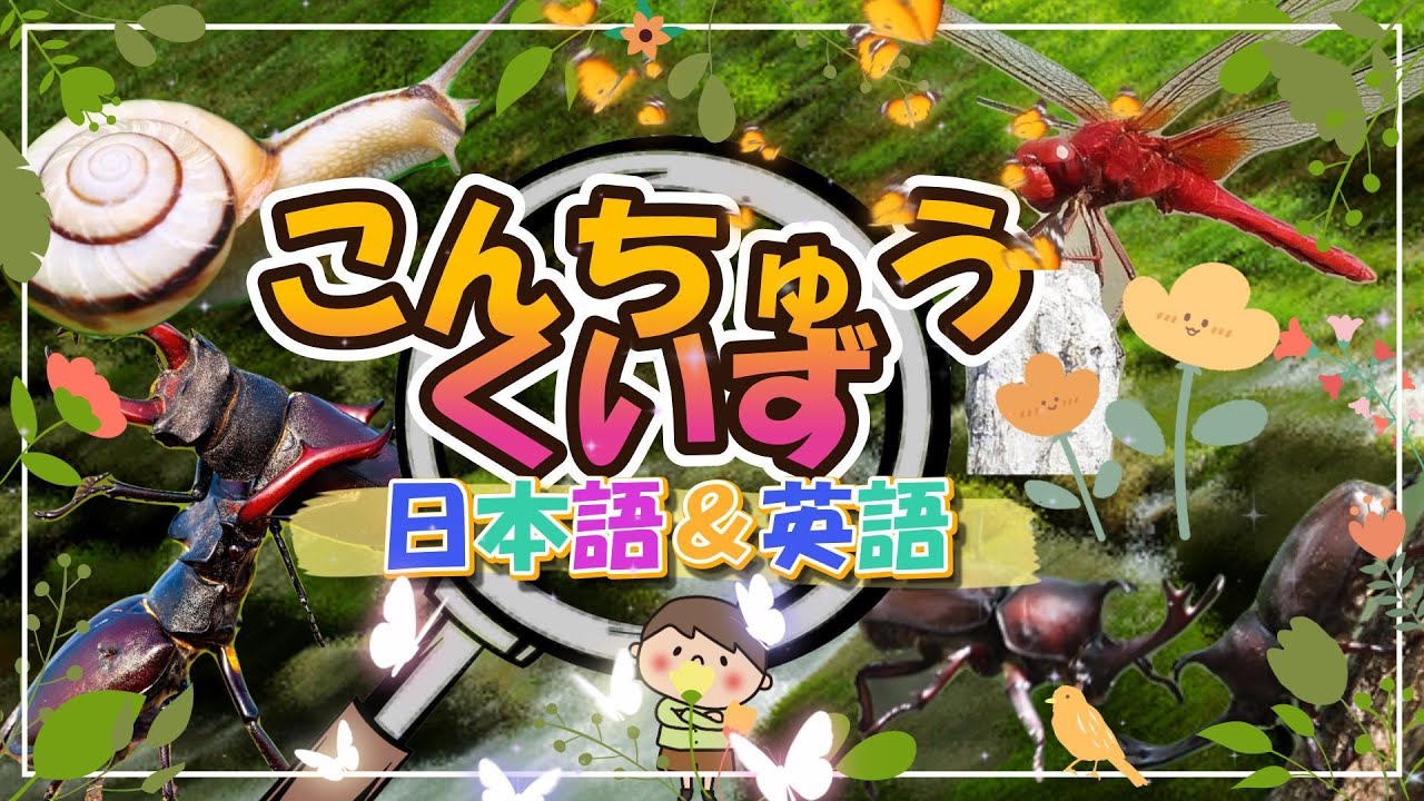 【こんちゅうなにかな？】こんちゅう発見！ こんちゅうのなまえ！ カブトムシ クワガタムシ トンボ を日本語＆英語で紹介！