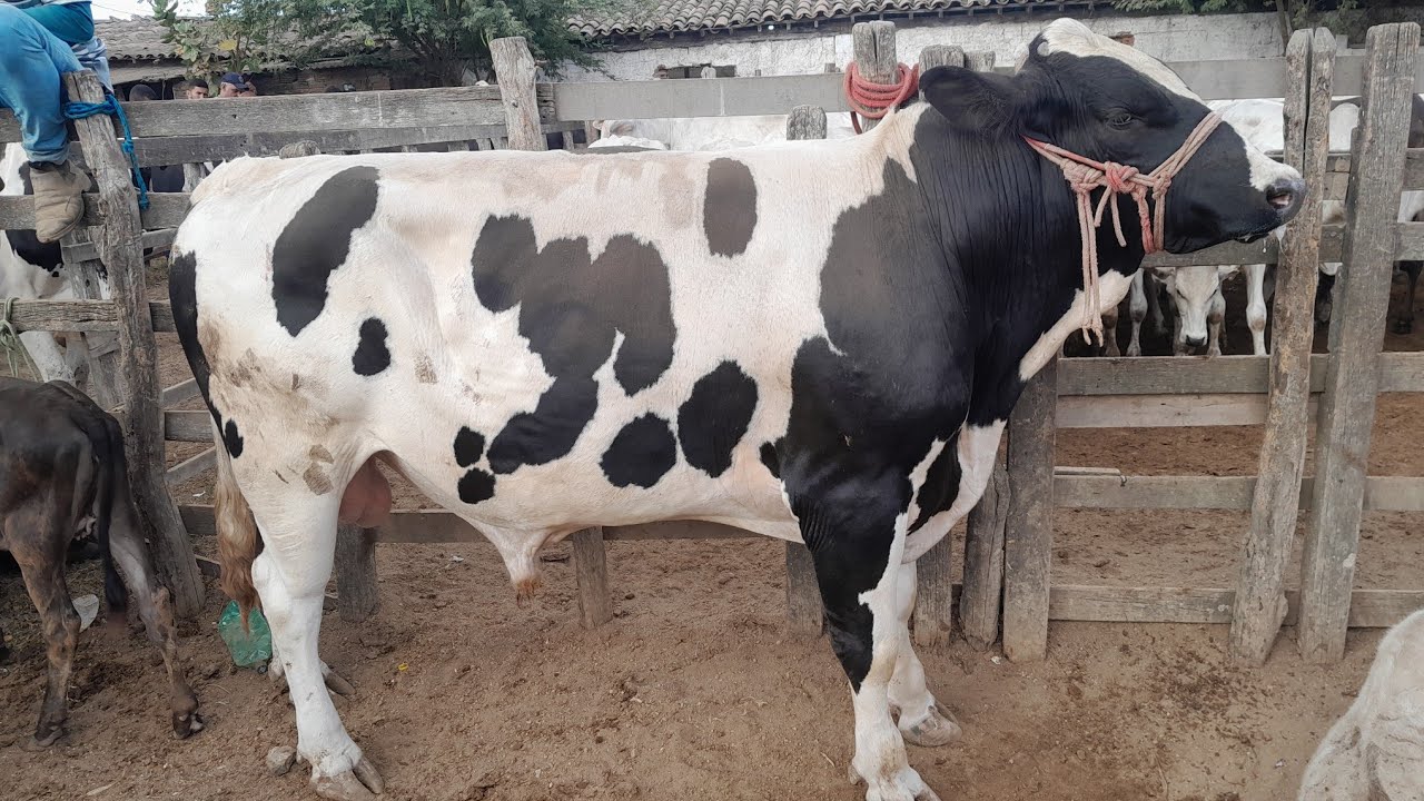 FEIRA DO GADO EM CACHOEIRINHA PERNAMBUCO 29/01/2026. 