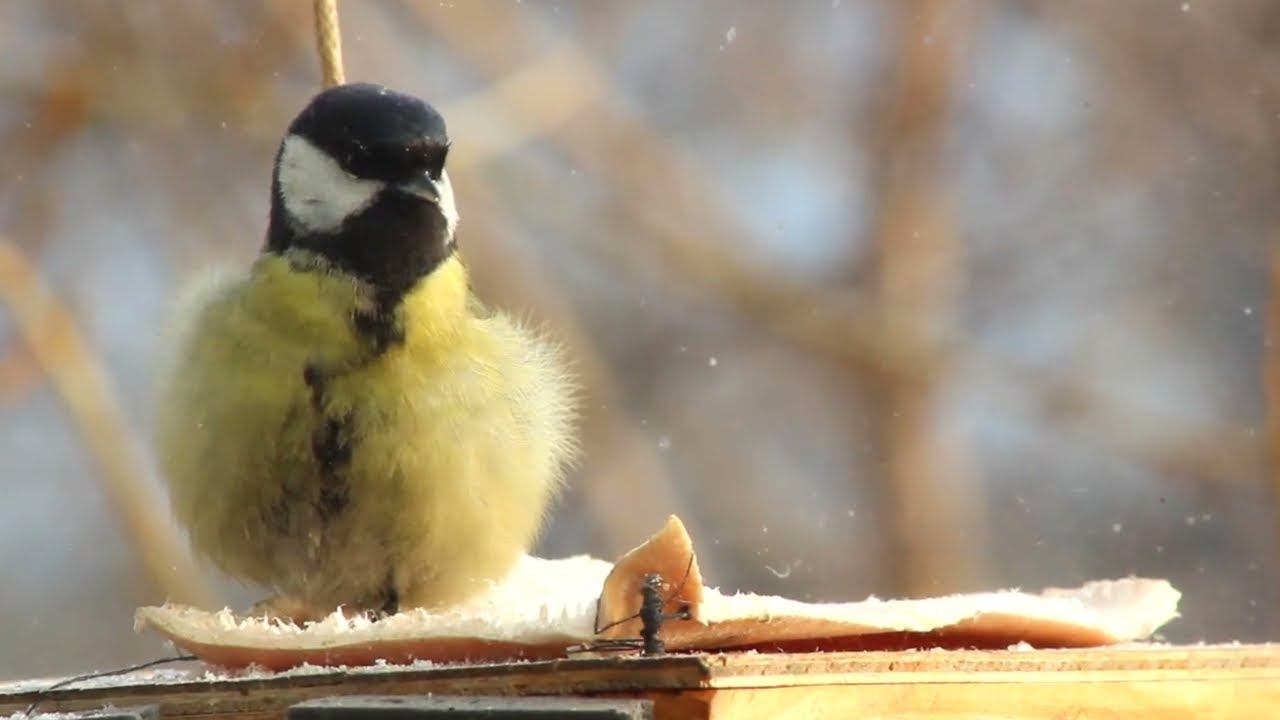 –30°C Fluffball: Little Titmouse Bravely Feeding in the Cold 🐦❄️
