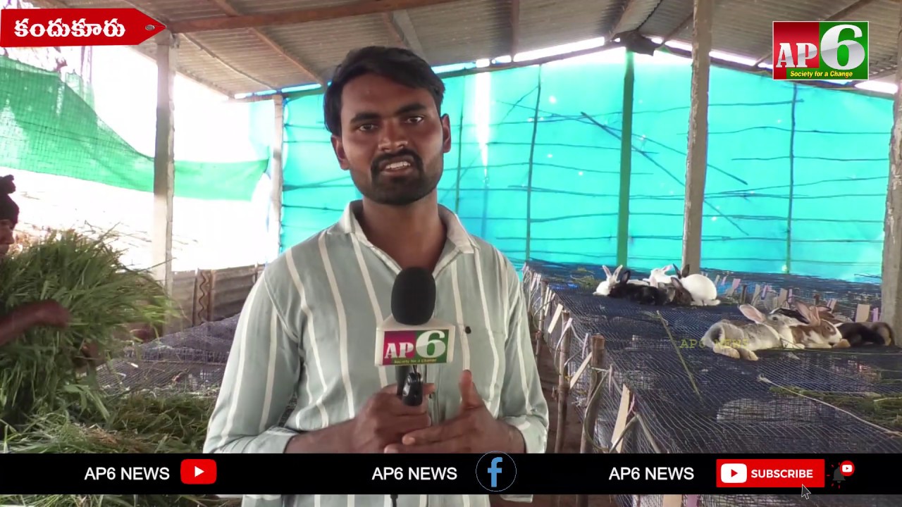Rabbit Farming In Andhra Pradesh | Prakasam District | Kandukur | Kovuru | AP6 NEWS