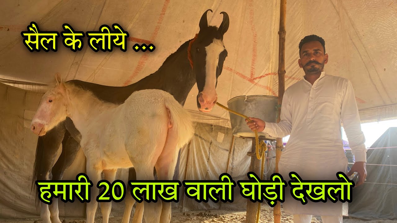 हनुमानगढ़ मेले में डॉक्टर साब लेकर आये शानदार घोड़ी ! साथ में खूबसूरत बच्ची ! Hanumangarh mela
