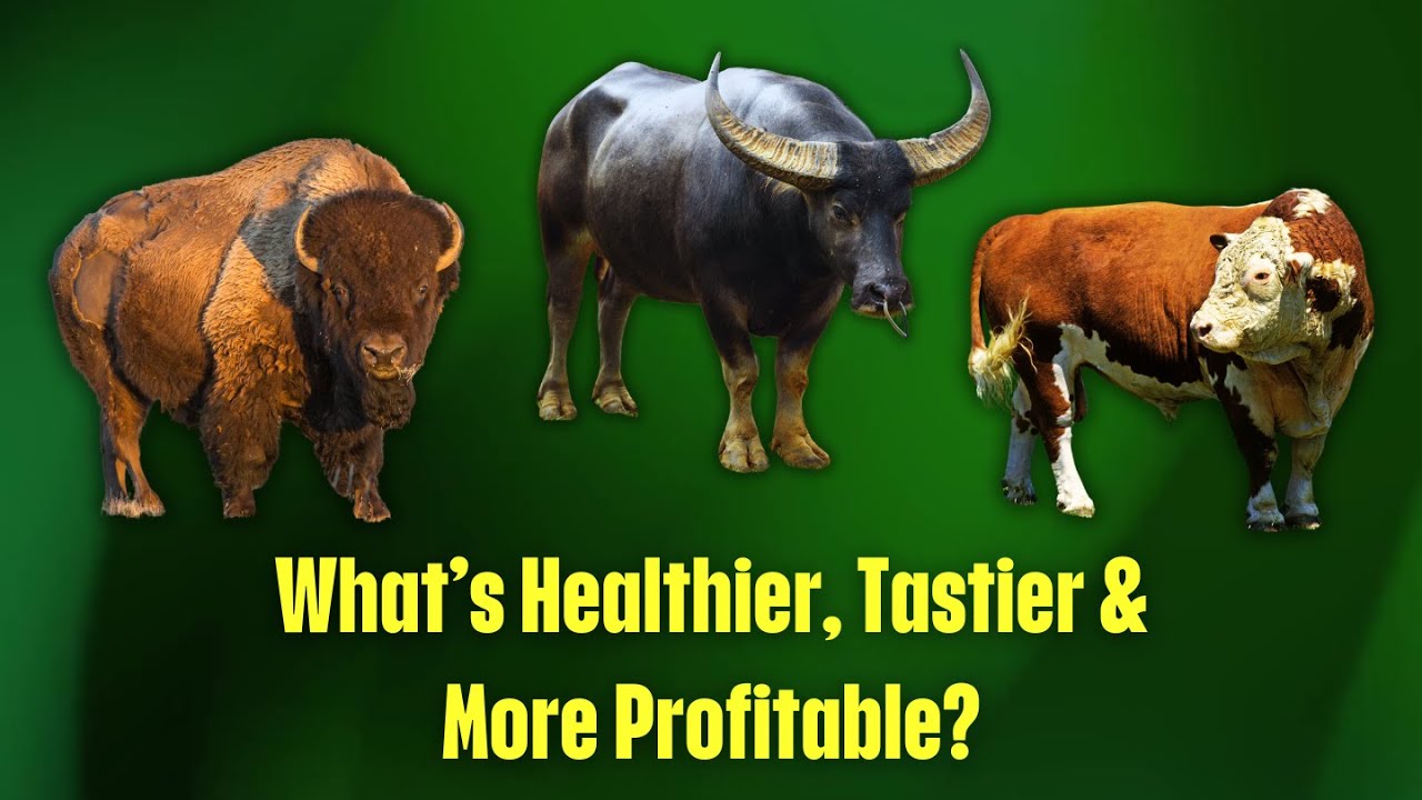 Bison vs. Buffalo vs. Beef  | Which is Best for Food or Farming?