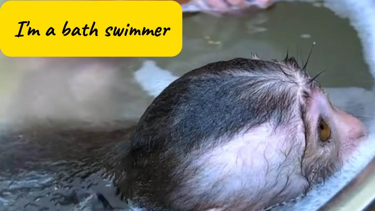 Baby Monkey Swims Like a Professional Bath Champion 🛁🐒