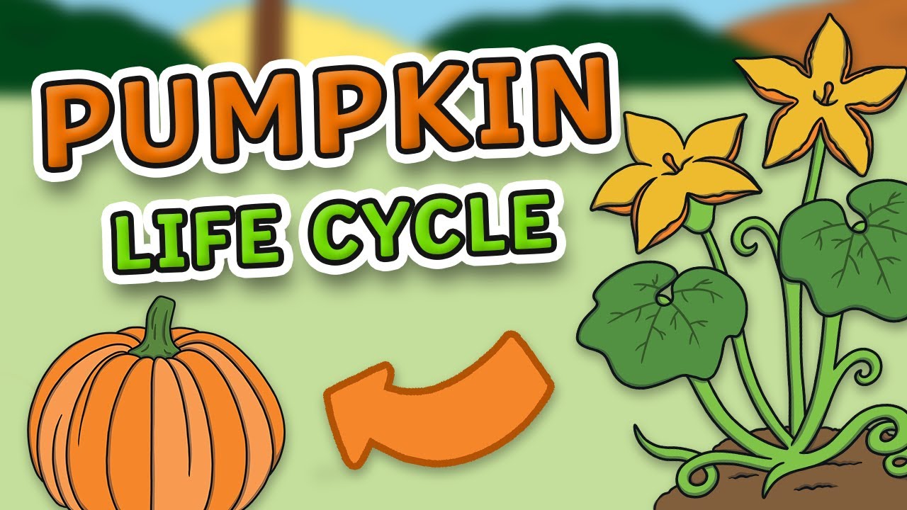 The Life Cycle of a Pumpkin for Kids! | Pumpkin Life Cycle | Science for Kids
