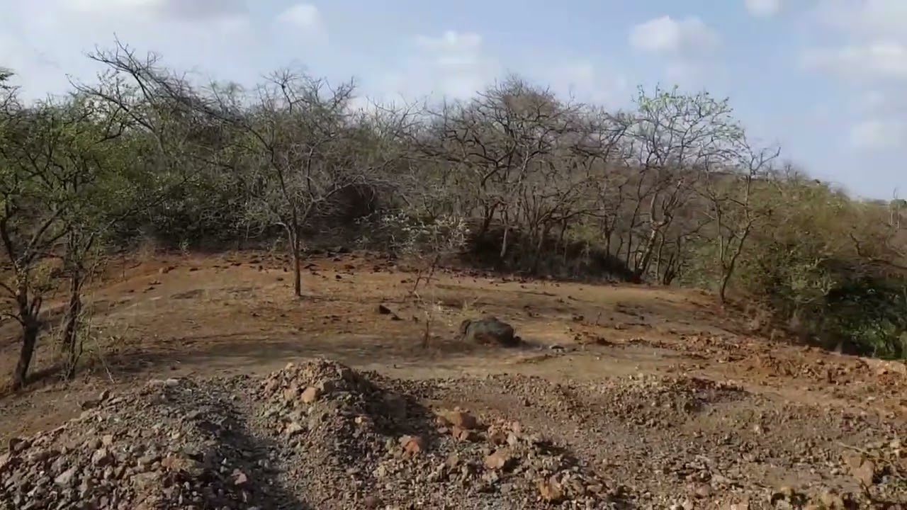 old buty of kamleshwar dam at Gir national park Sasan Gir #lion #sasangirforest #sasangir#discovery