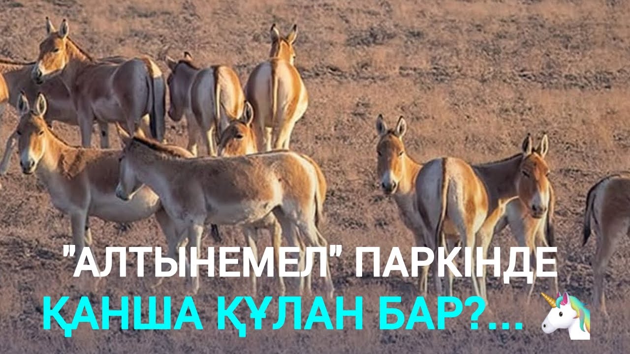 АЛТЫНЕМЕЛдегі ҚҰЛАН мен ҚАРАҚҰЙРЫҚТАР...