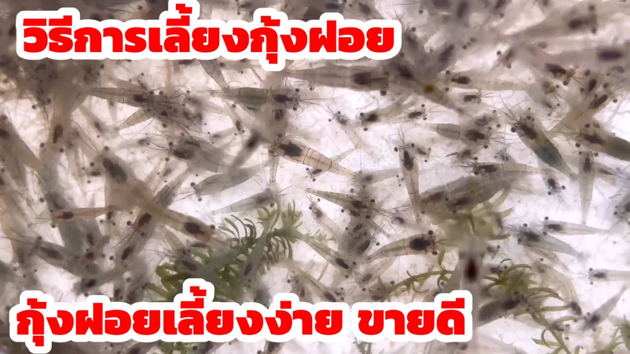 วิธีการเลี้ยงกุ้งฝอยในกระชังบกกุ้งฝอยเลี้ยงง่าย ขายง่ายสร้างรายได้ต่อเนื่อง 099-6152259 เจ้าของฟาร์ม