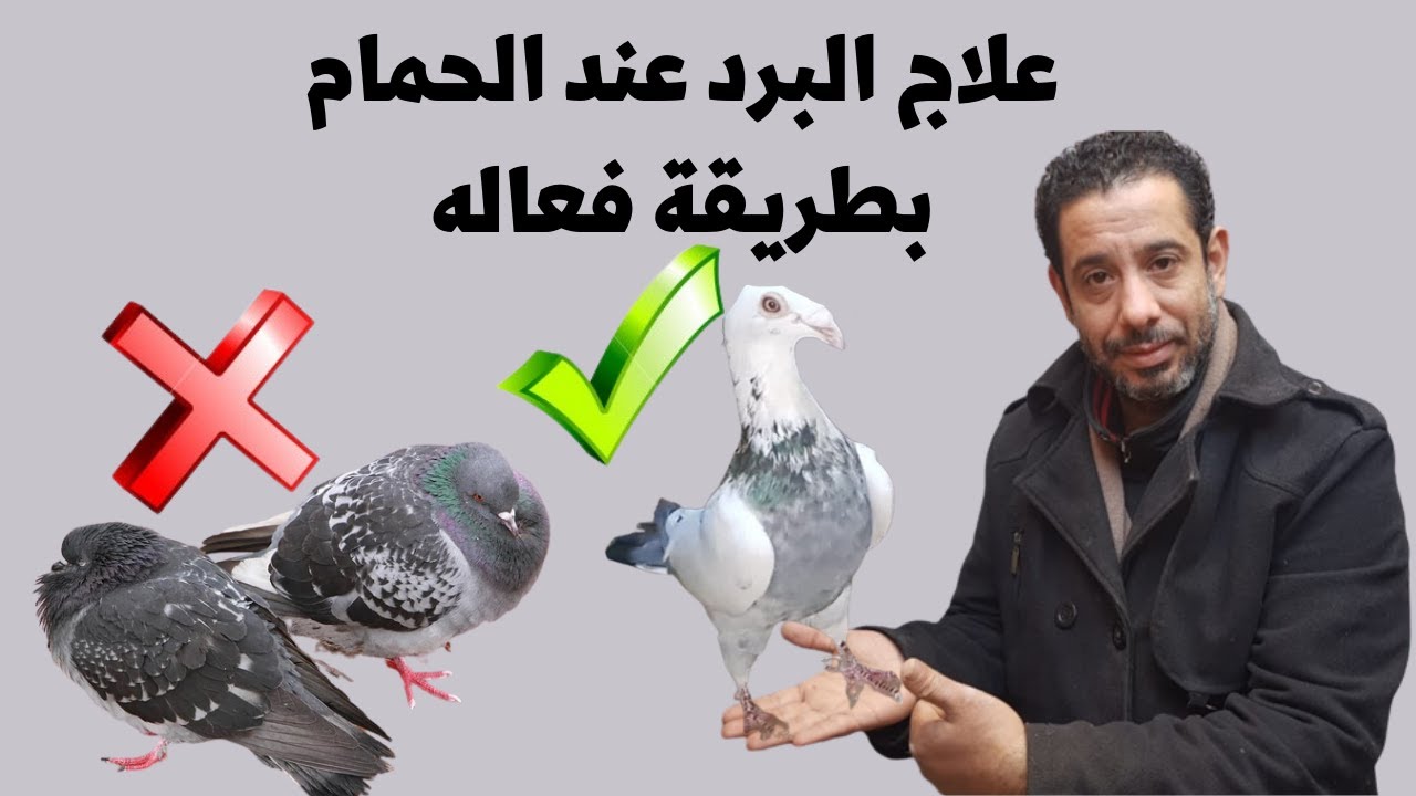 علاج البرد والكششان عند الحمام|بطريقة فعاله مجربة💯💯