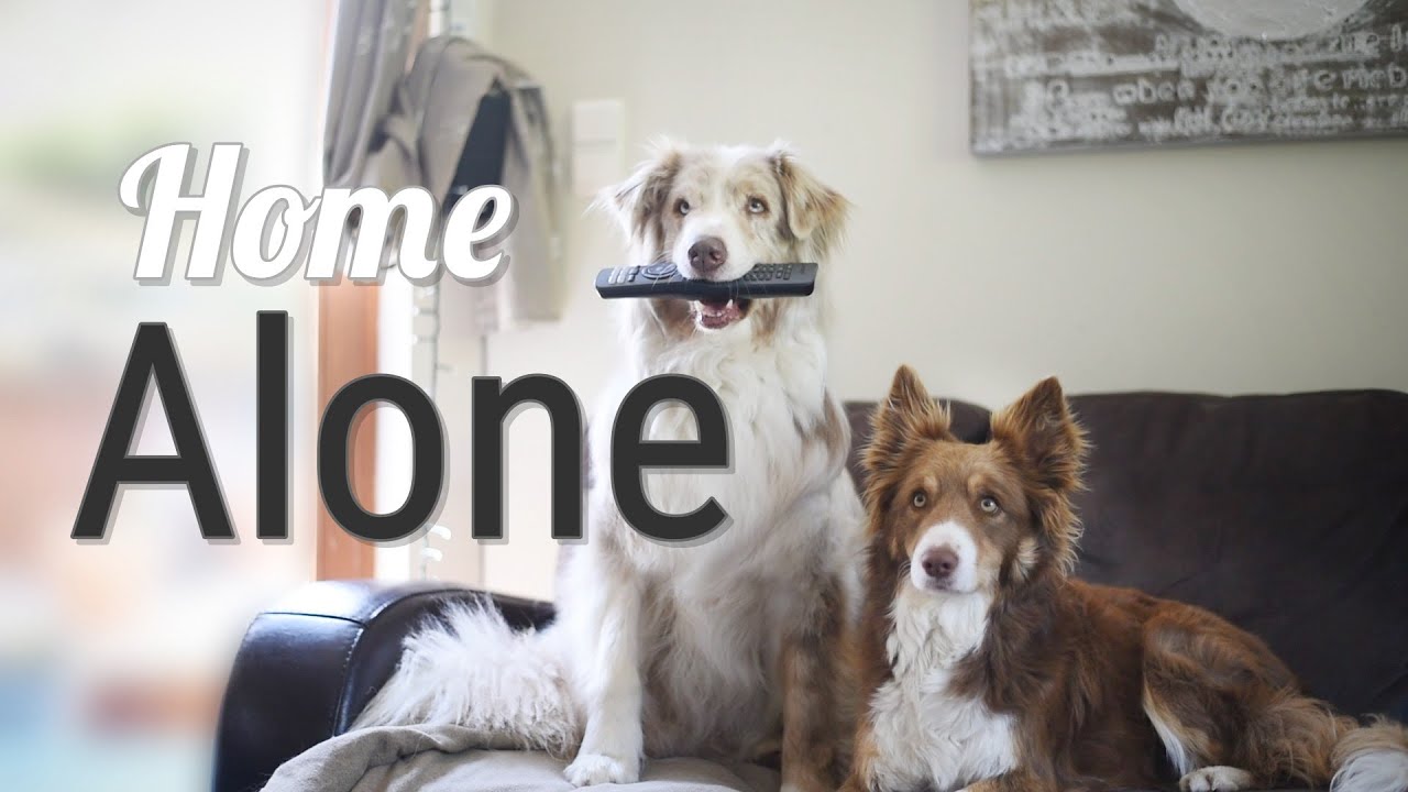 HOME ALONE || by Aiko, Owen & Olivia