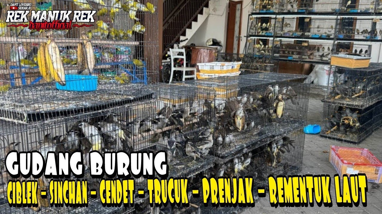 GUDANG BURUNG !!! CIBLEK - SINCHAN - CENDET - TRUCUK - PRENJAK - REMENTUK LAUT DLL