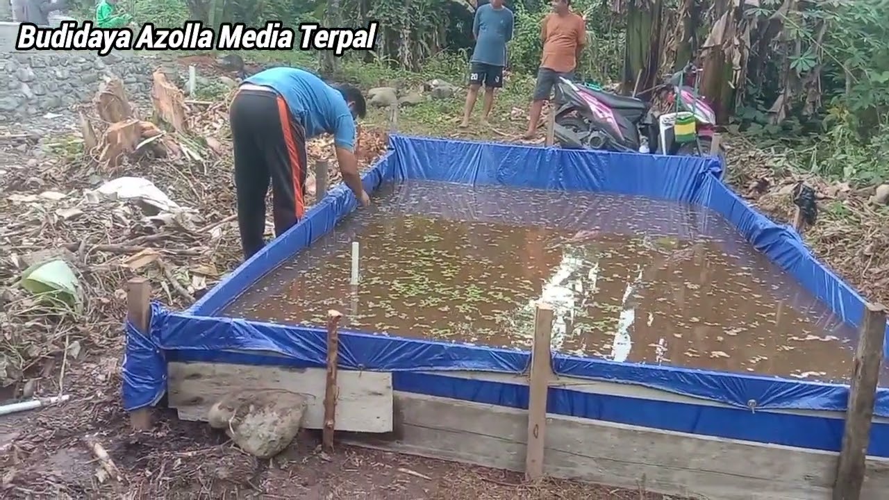 Budidaya Azolla Kolam Terpal 4X5 Meter