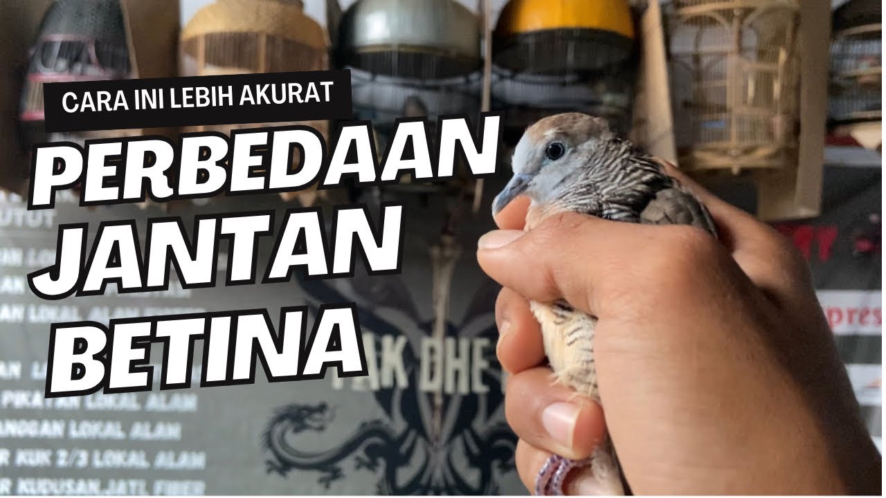 JANGAN GAGAL PAHAM ‼️ INI PERBEDAAN JANTAN DAN BETINA PERKUTUT LOKAL ALAM