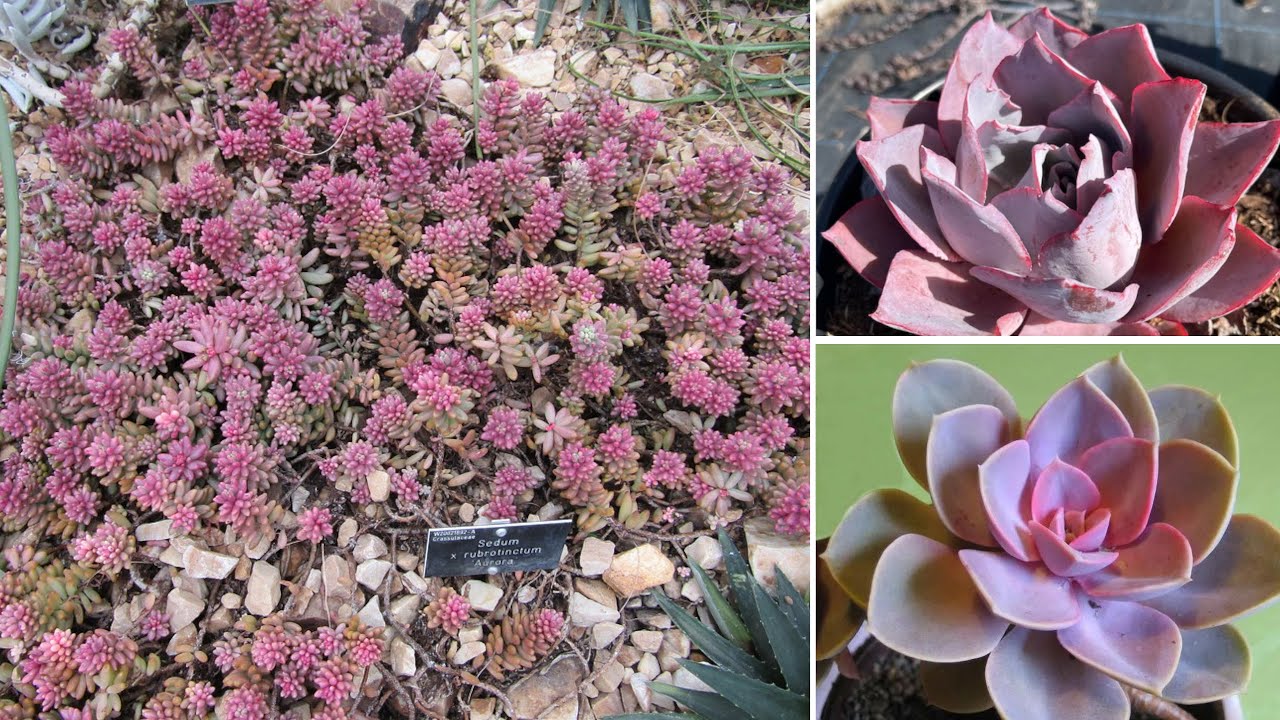 9 Piante Grasse Rosa Bellissime. La N.4 è Spettacolare!