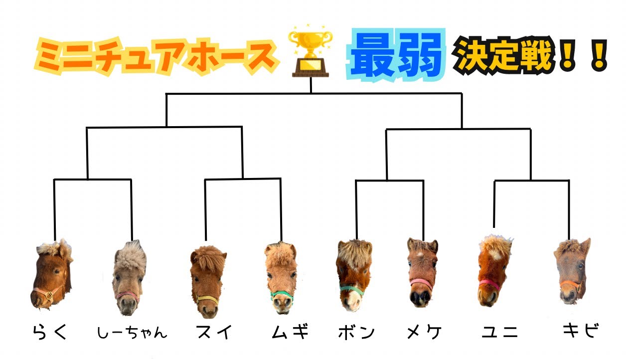 ミニチュアホース最弱決定戦！！