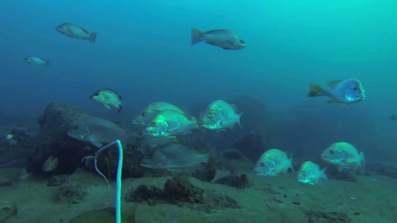 Spearfishing Fingermark - Ep 1