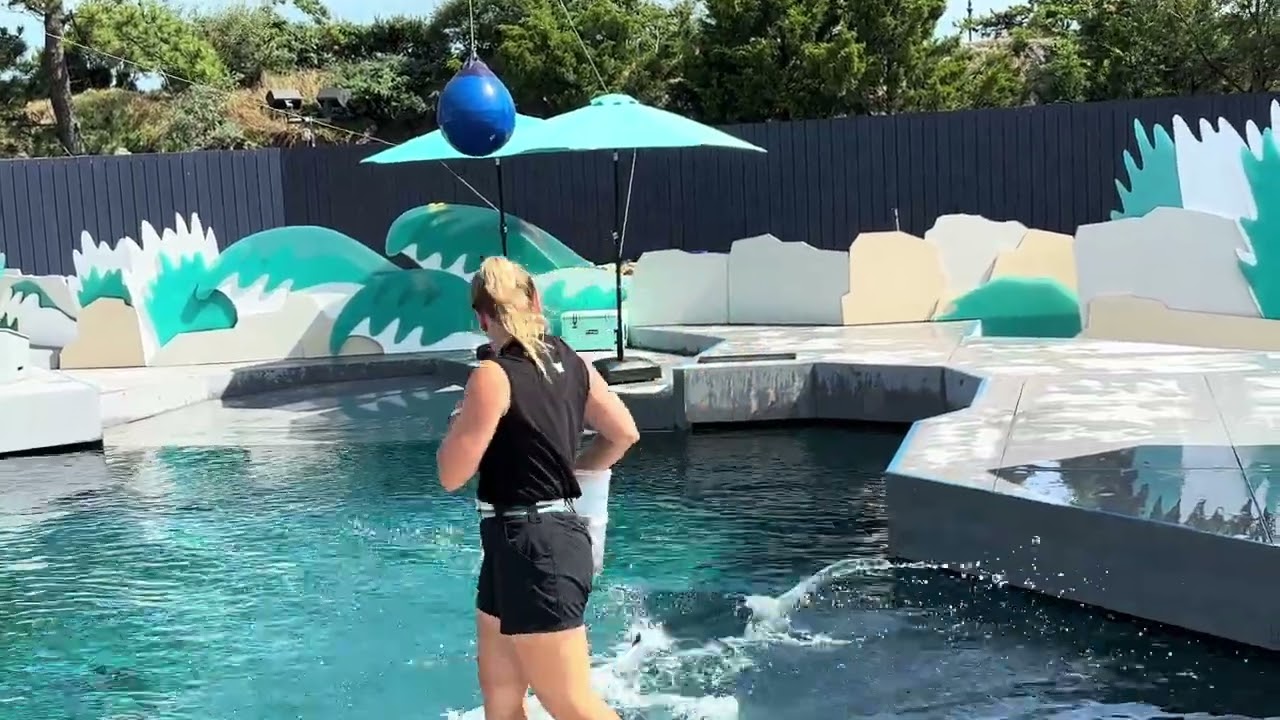 New York Aquarium Sea lion show