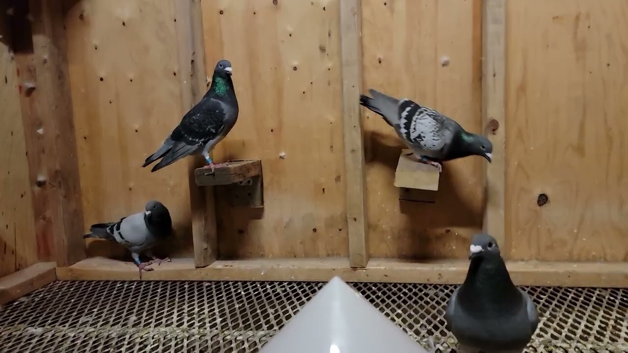 Perches and stock birds - Males | Racing Homer Pigeon