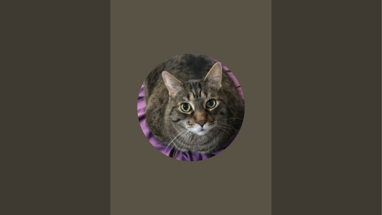 momdog72 is live!