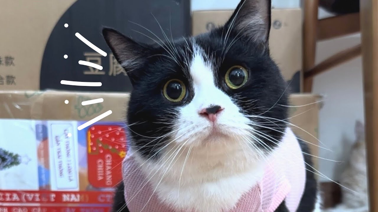 Meowisthebest - Mèo Đầu Thai / Mèo Kiếm Tiền