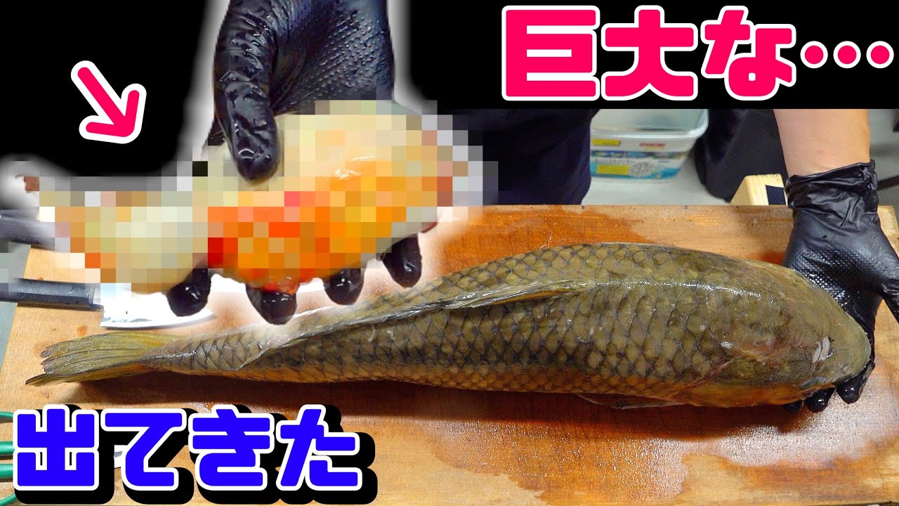 巨大魚の腹から巨大な〇〇が出たのでエサにいただく。