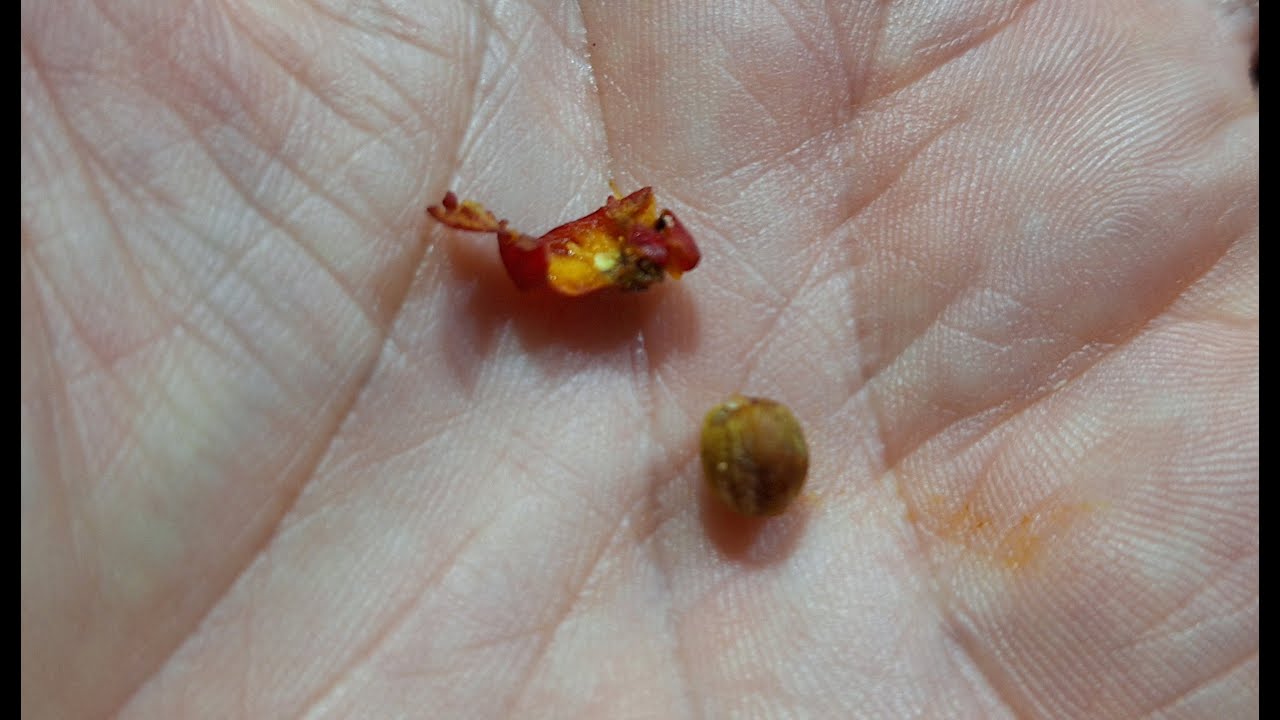 La semilla del Espino blanco: Como obtenerla y plantarla.