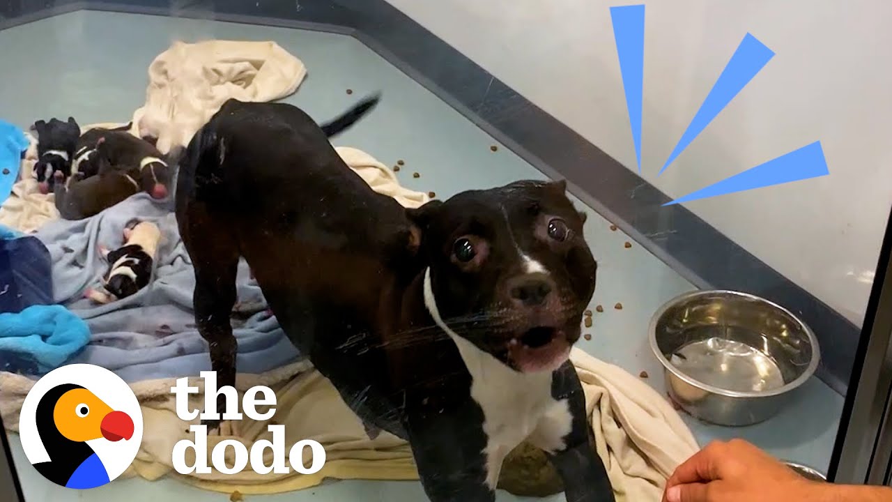 Growling, Aggressive Mama Pittie Transforms Into A Cuddlebug | The Dodo