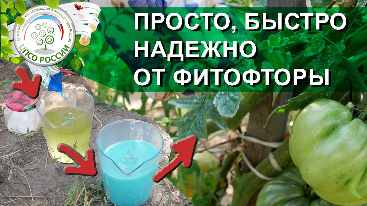 ОБРАБОТАЙТЕ ЭТИМ ПОМИДОРЫ И ЗАБУДЬТЕ ПРО ФИТОФТОРОЗ НА ПОМИДОРАХ.