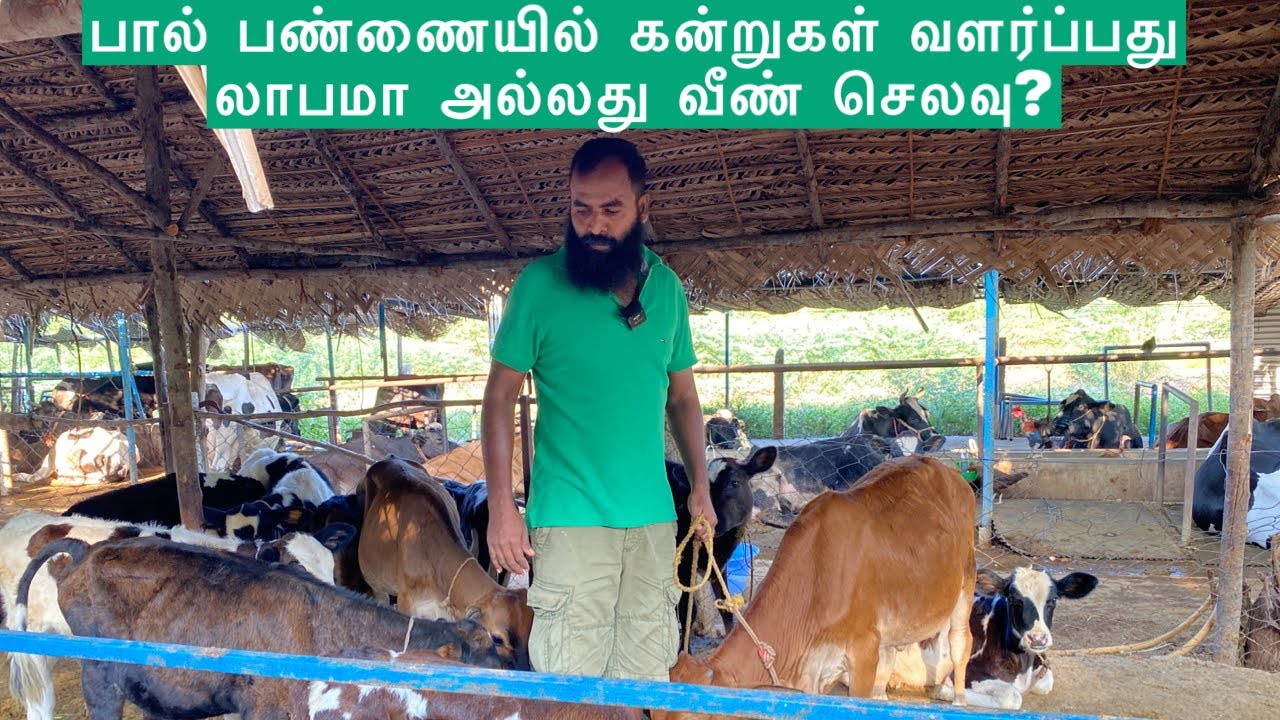 12.Is raising calves on a dairy farm profitable or wasteful?