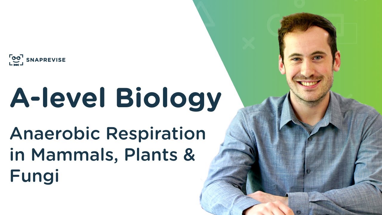 Anaerobic Respiration in Mammals, Plants & Fungi | A-level Biology | OCR, AQA, Edexcel