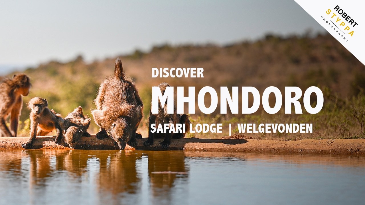 MHONDORO SAFARI LODGE (SOUTH AFRICA): Luxury Meets Wilderness – 5★ Safari Experience in Welgevonden