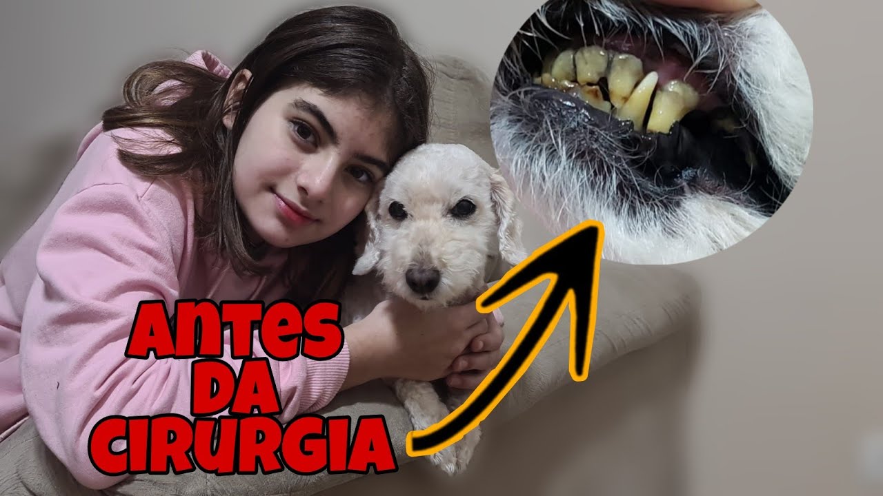 MEU CACHORRO FEZ UMA CIRURGIA (Tartarectomia remoção de tártaro nos dentes)