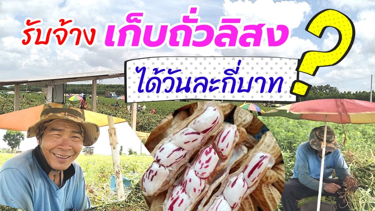 รับจ้าง เก็บถั่วลิสง ได้วันละกี่บาท?