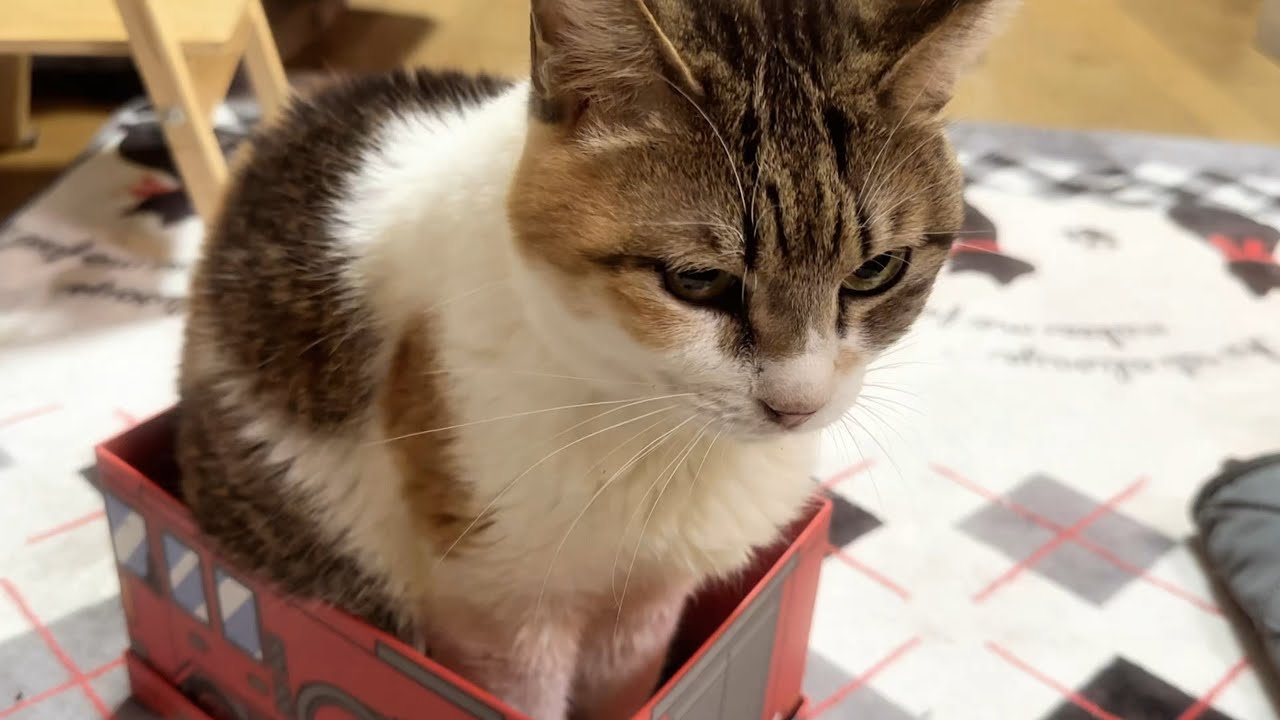 【ご報告】闘病中だった高齢猫の姫ちゃんがお空へと旅立ちました
