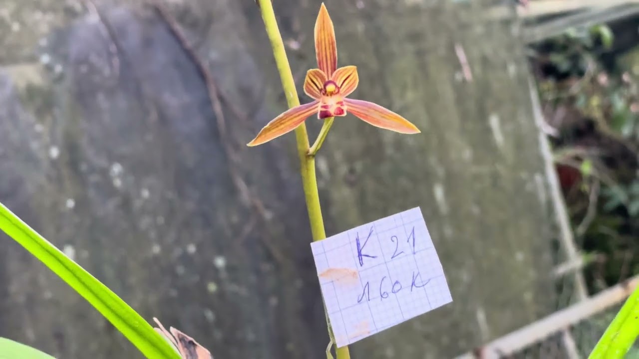 tối 27/2/2026 -- em lên ít địa lan mời cả nhà siu tầm lh:0833858818