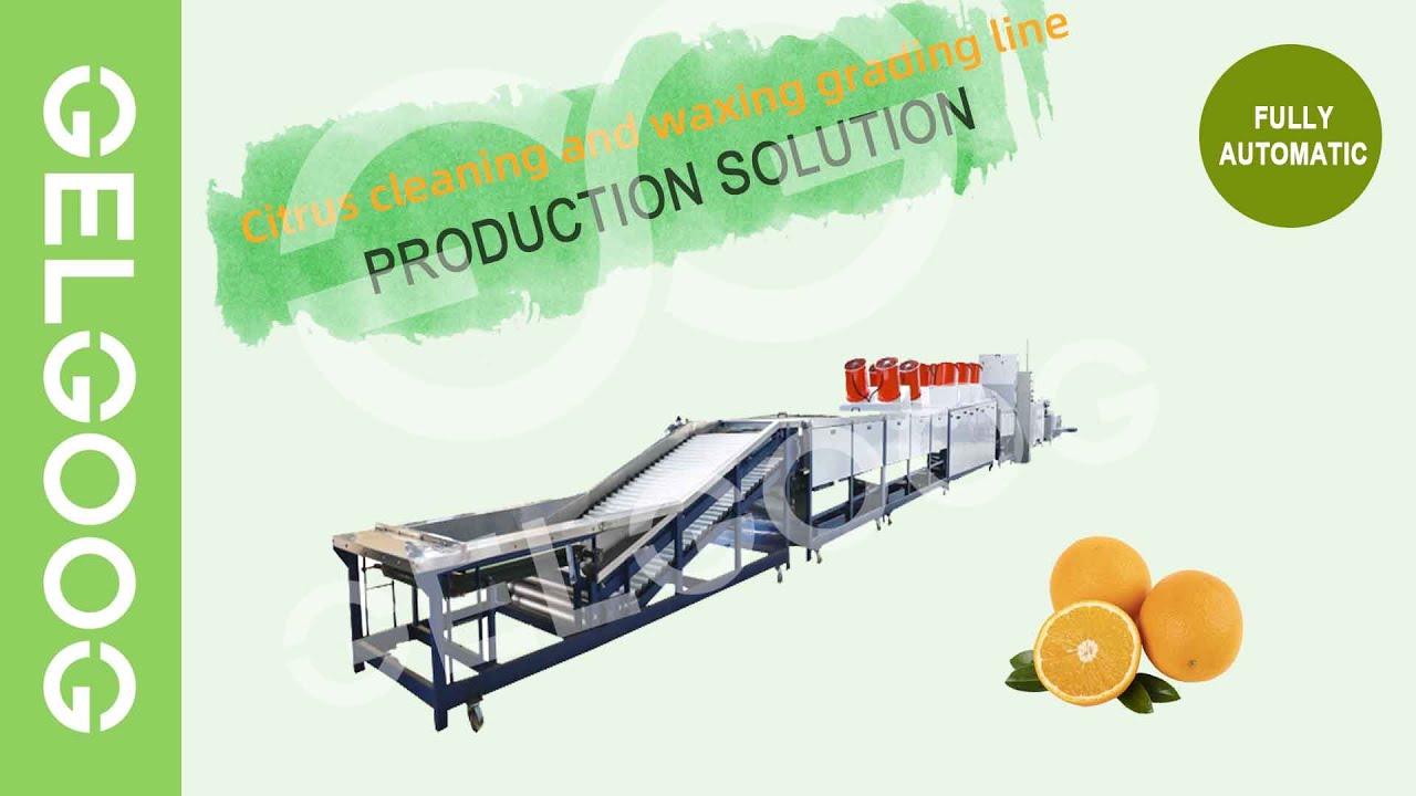 Amazing Citrus Washing Waxing Grading Processing Line🔥🔥🔥