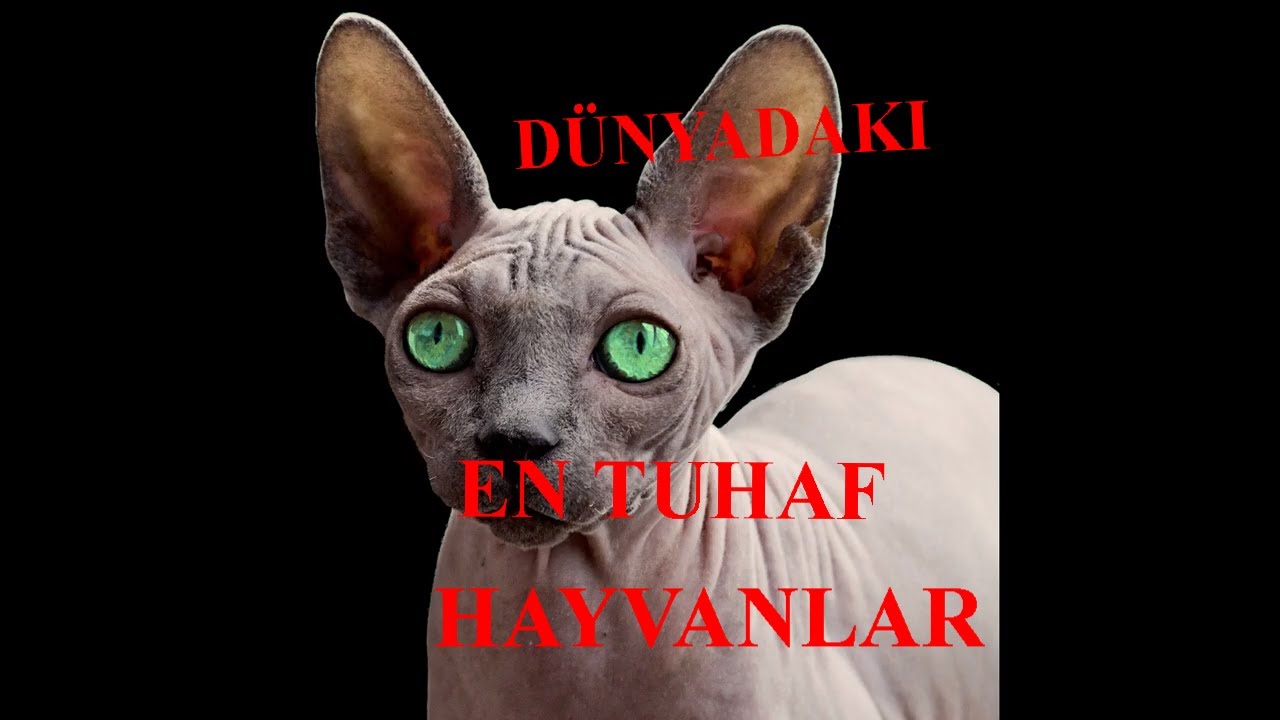 D&Uuml;NYADAKİ EN TUHAF HAYVANLAR