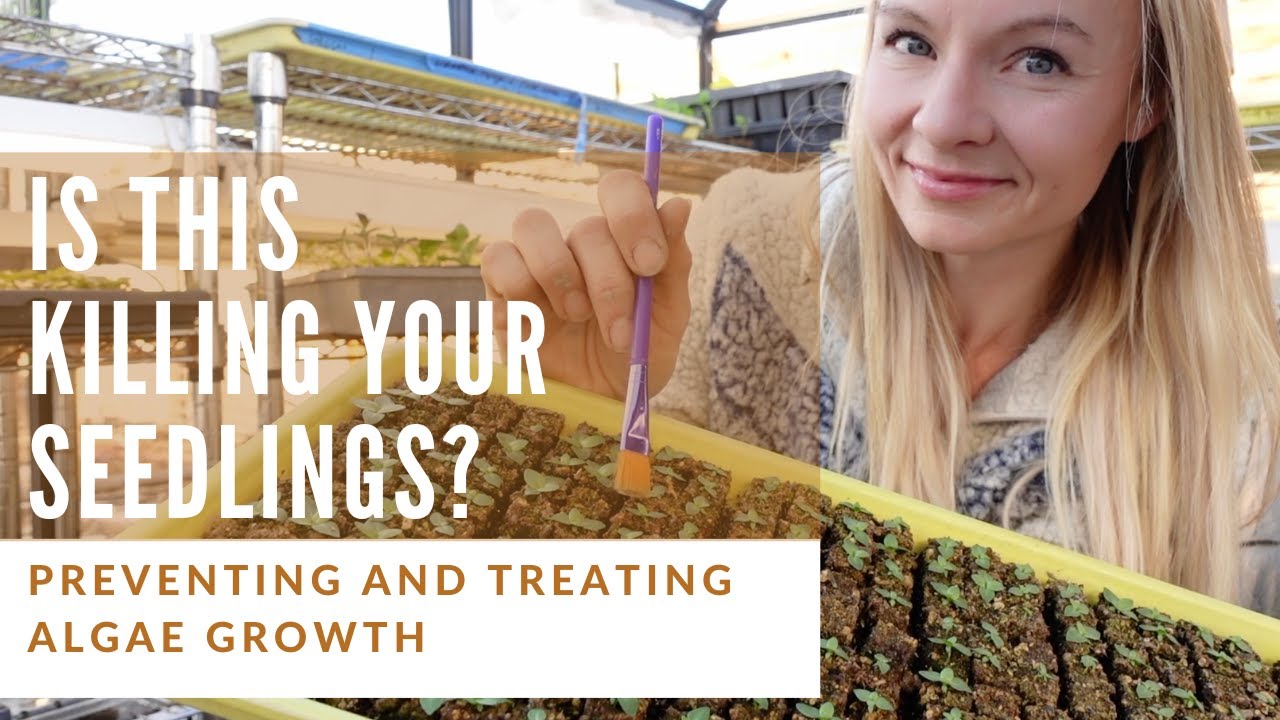 Treat and prevent algae growth in seedlings!