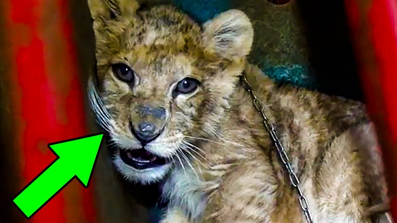 This Abused Lion Cub &ldquo;Pet&rdquo; Was Close To Death &ndash; So Rescuers Knew They Had To Intervene