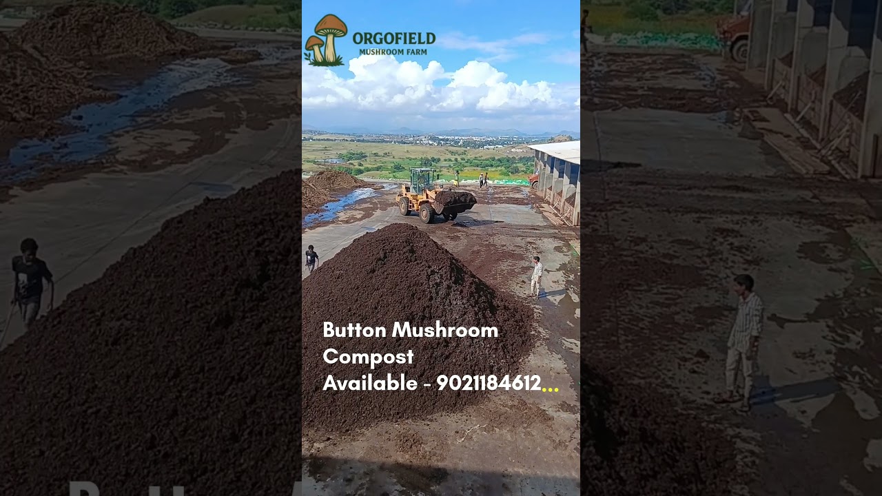 Compost Making for Button Mushroom Farmers 🍄 #organicfarming #mushroomfarm #farming