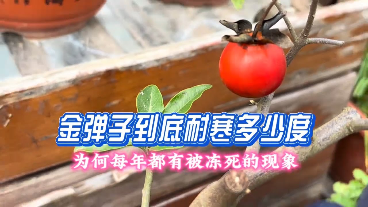 金弹子到底耐寒多少度？为什么每年都有金弹子被冻死的现象？ #植物养护技巧  #金弹子过冬 #金弹子耐寒吗