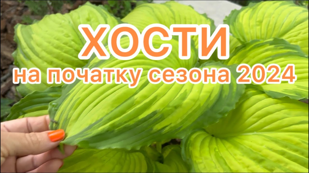 ХОСТИ на початку сезона 2024 ☘️🧡