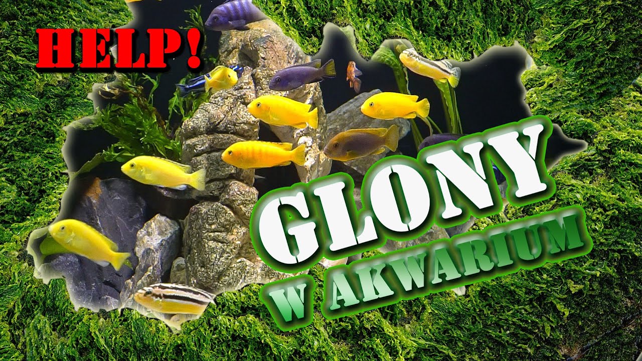 GLONY w akwarium - przyczyny, zapobieganie, zwalczanie.