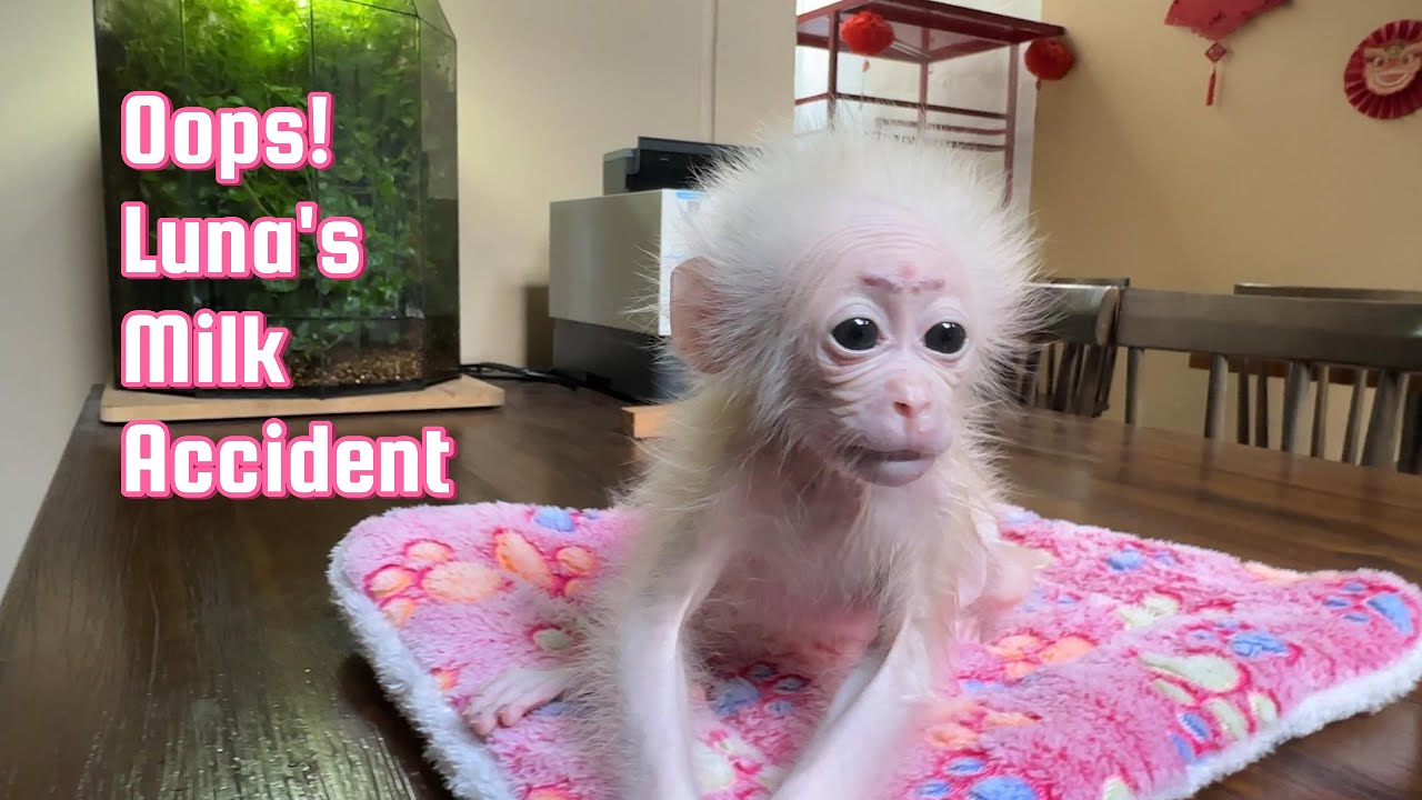 Baby monkey Luna’s unexpected problem after drinking too much milk