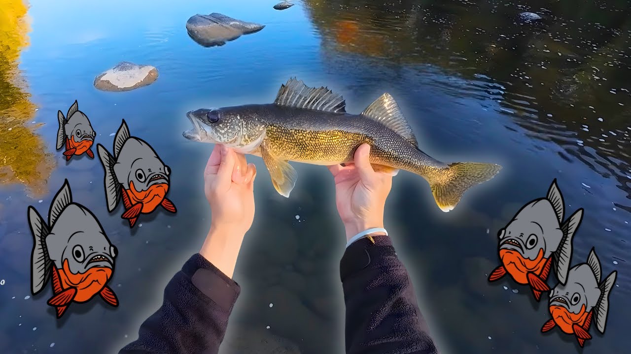 PÊCHE AU DORÉ... au milieu des ACHIGANS AFFAMÉS!