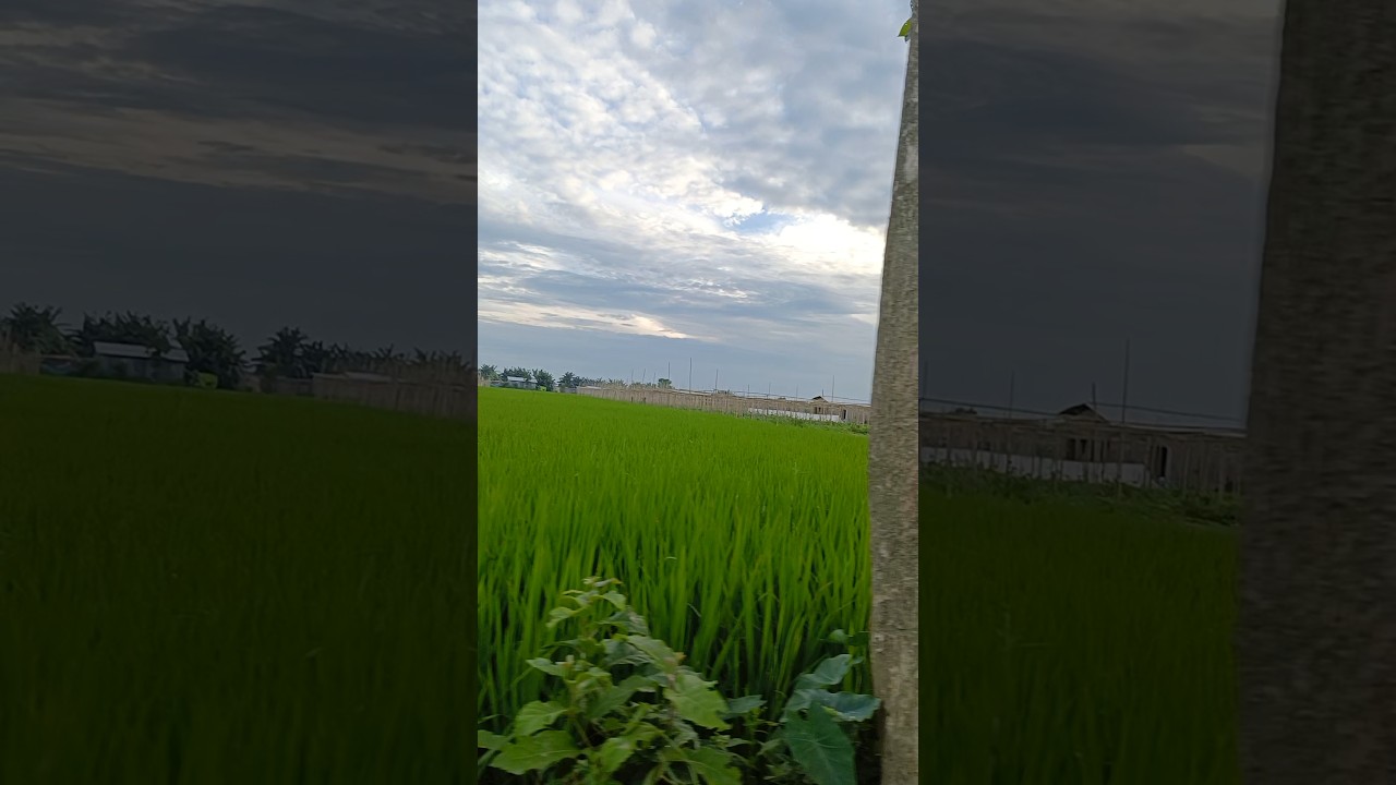 Kheti# pati#shortvideo