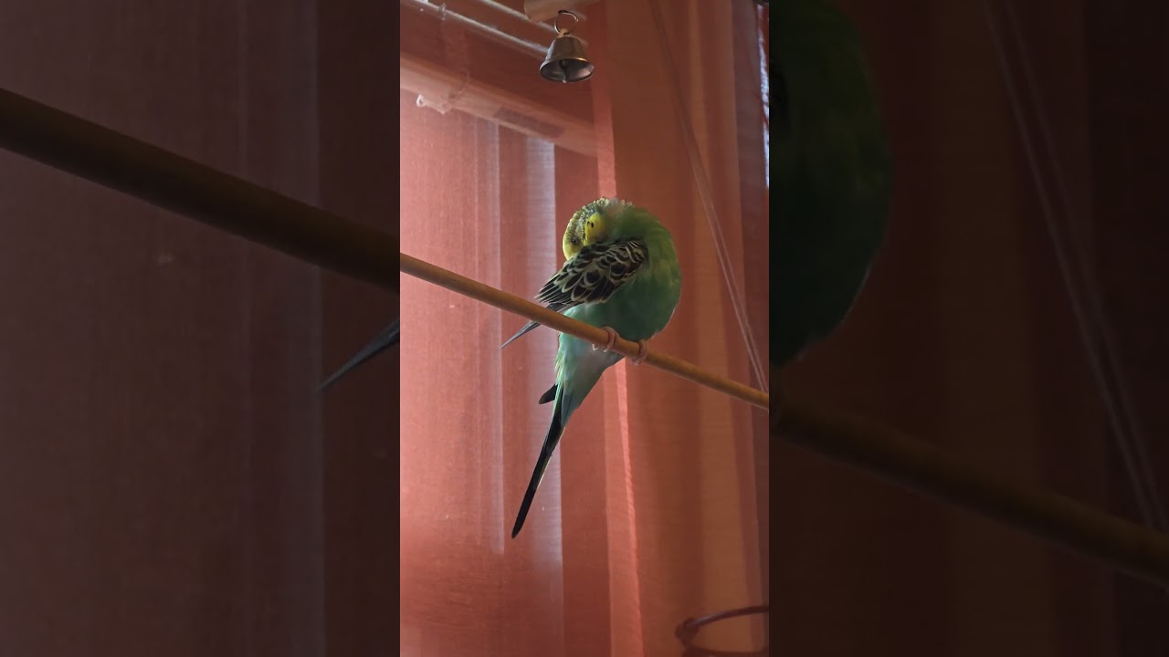 ##preening #acicalar #periquitosaustralianos #australianbudgies #jellyandpicklesparakeets #frbyron