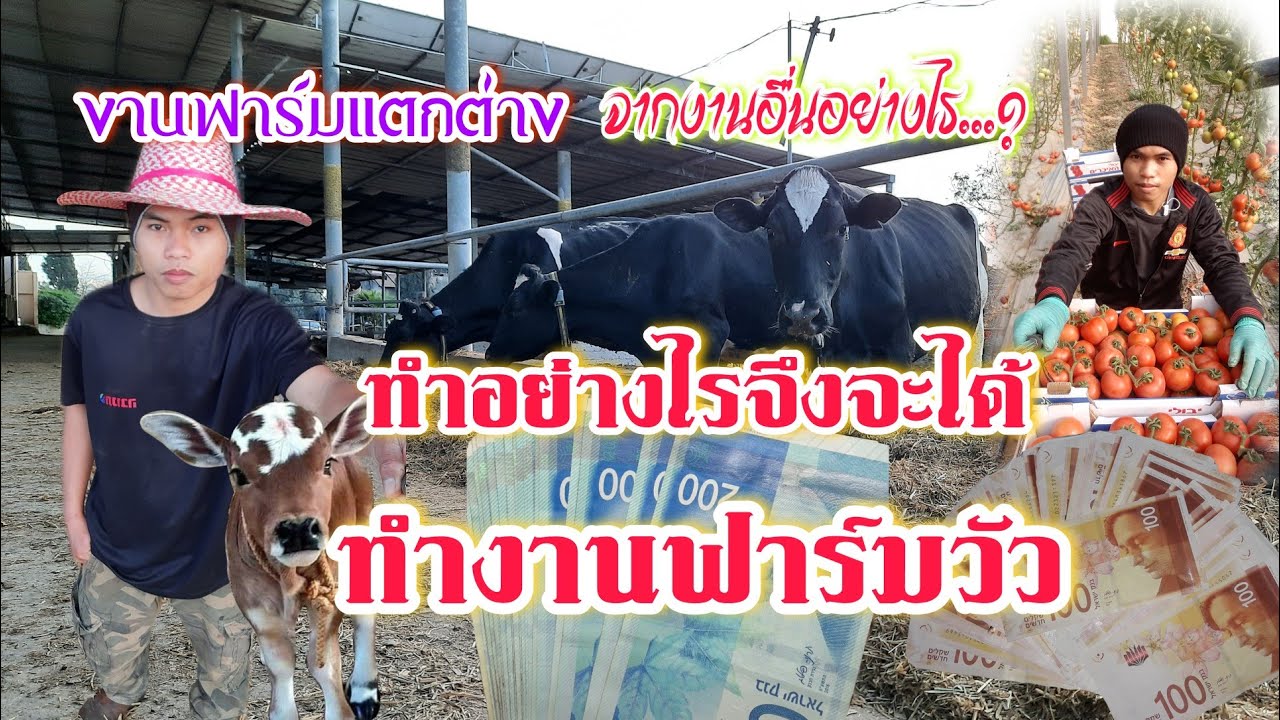 #ทำอย่างไรจึงจะได้ทำงานฟาร์มวัวในประเทศอิสราเอล งานฟาร์วัวแตกต่างจากงานอื่นอย่างไร.? ต่อวีซ่าหรือยัง