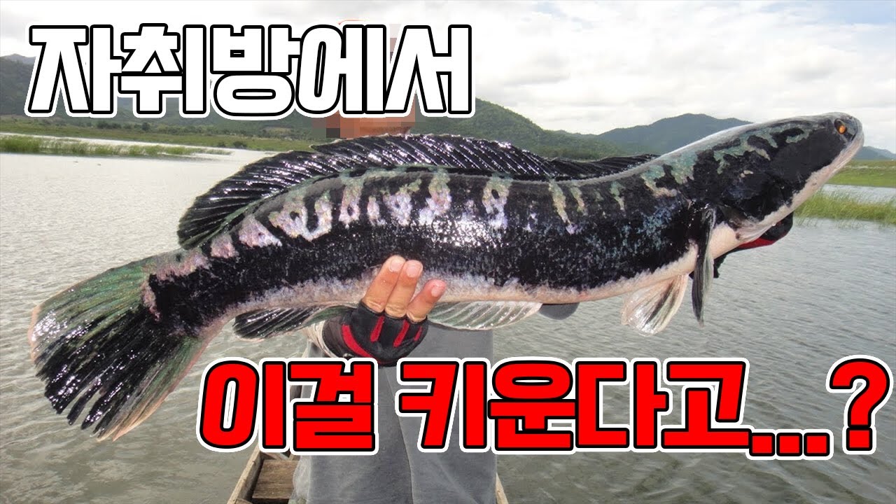 대학생 자취방에 놀라운광경! 역대급 킹물치를 만났는데..ㄷㄷ